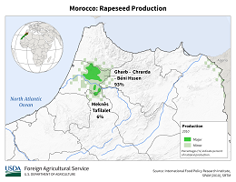 images\MO\cropprod\Morocco_Rapeseed_preview.png
